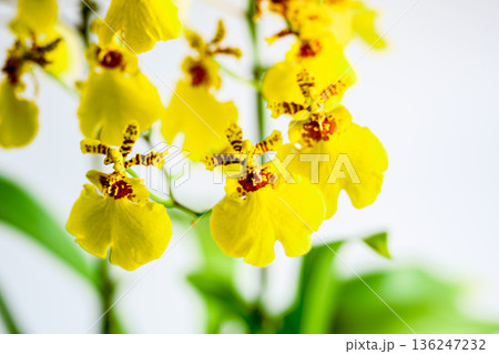 オンシジュームの花のアップ 136247232
