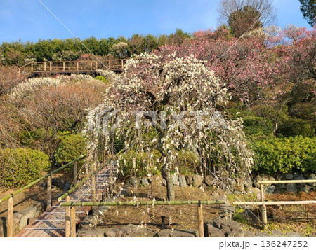 池上梅園 池上梅園 136247252