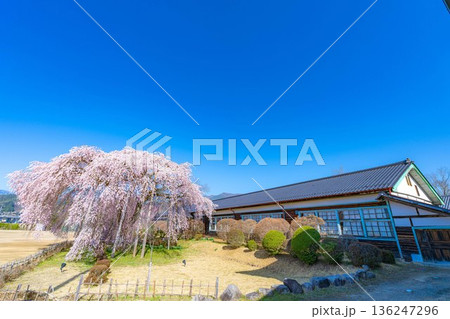 【南信州の桜】快晴の朝の杵原学校のしだれ桜【長野県】 【南信州の桜】快晴の朝の杵原学校のしだれ桜【長野県】 136247296