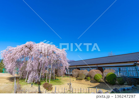 【南信州の桜】快晴の朝の杵原学校のしだれ桜【長野県】 【南信州の桜】快晴の朝の杵原学校のしだれ桜【長野県】 136247297