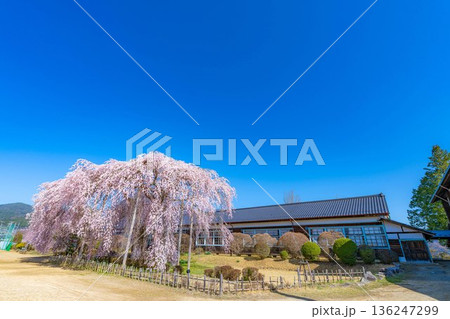 【南信州の桜】快晴の朝の杵原学校のしだれ桜【長野県】 【南信州の桜】快晴の朝の杵原学校のしだれ桜【長野県】 136247299