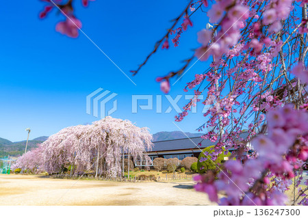 【南信州の桜】快晴の朝の杵原学校のしだれ桜【長野県】 【南信州の桜】快晴の朝の杵原学校のしだれ桜【長野県】 136247300