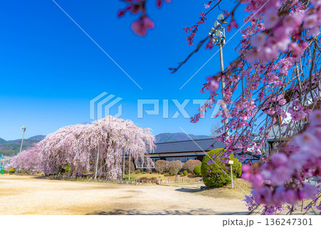【南信州の桜】快晴の朝の杵原学校のしだれ桜【長野県】 【南信州の桜】快晴の朝の杵原学校のしだれ桜【長野県】 136247301