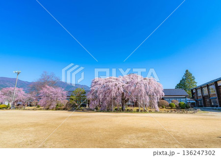 【南信州の桜】快晴の朝の杵原学校のしだれ桜【長野県】 【南信州の桜】快晴の朝の杵原学校のしだれ桜【長野県】 136247302