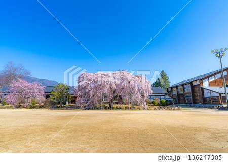 【南信州の桜】快晴の朝の杵原学校のしだれ桜【長野県】 136247305