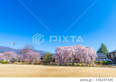 【南信州の桜】快晴の朝の杵原学校のしだれ桜【長野県】 136247306