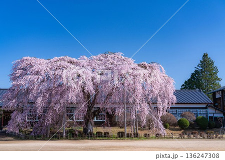 【南信州の桜】快晴の朝の杵原学校のしだれ桜【長野県】 136247308