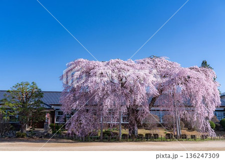 【南信州の桜】快晴の朝の杵原学校のしだれ桜【長野県】 136247309