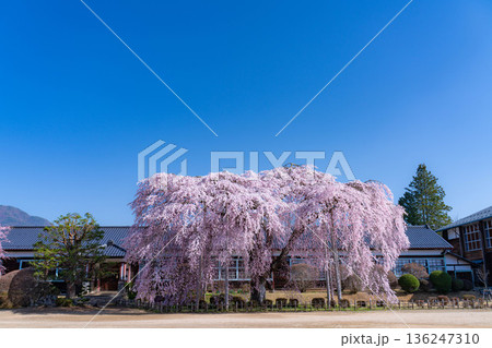【南信州の桜】快晴の朝の杵原学校のしだれ桜【長野県】 136247310
