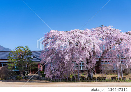 【南信州の桜】快晴の朝の杵原学校のしだれ桜【長野県】 136247312