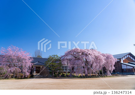 【南信州の桜】快晴の朝の杵原学校のしだれ桜【長野県】 136247314