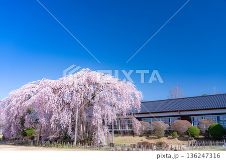 【南信州の桜】快晴の朝の杵原学校のしだれ桜【長野県】 136247316