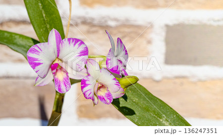 デンファレの花 136247351