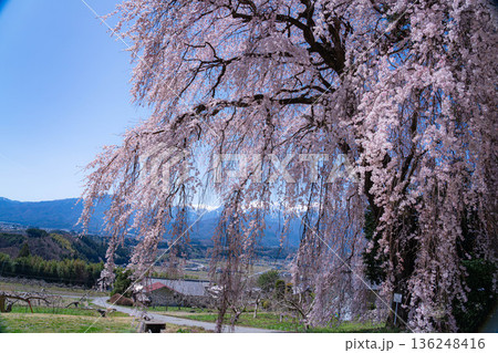 【春素材】南信州の一本桜・吉瀬のしだれ桜【長野県】 【春素材】南信州の一本桜・吉瀬のしだれ桜【長野県】 136248416