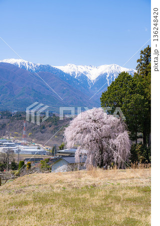 【春素材】南信州の一本桜・吉瀬のしだれ桜【長野県】 【春素材】南信州の一本桜・吉瀬のしだれ桜【長野県】 136248420