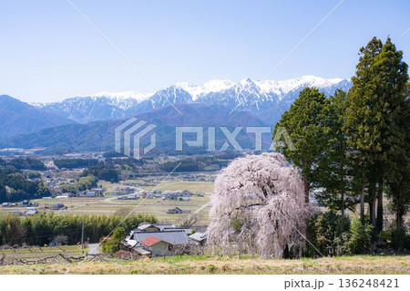 【春素材】南信州の一本桜・吉瀬のしだれ桜【長野県】 【春素材】南信州の一本桜・吉瀬のしだれ桜【長野県】 136248421