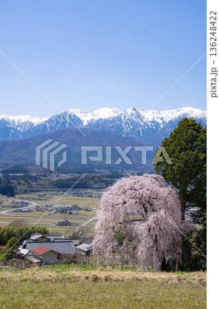 【春素材】南信州の一本桜・吉瀬のしだれ桜【長野県】 【春素材】南信州の一本桜・吉瀬のしだれ桜【長野県】 136248422