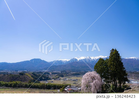 【春素材】南信州の一本桜・吉瀬のしだれ桜【長野県】 【春素材】南信州の一本桜・吉瀬のしだれ桜【長野県】 136248423
