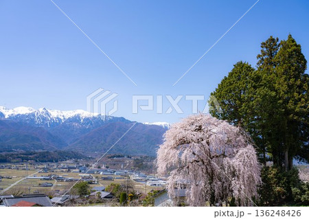 【春素材】南信州の一本桜・吉瀬のしだれ桜【長野県】 【春素材】南信州の一本桜・吉瀬のしだれ桜【長野県】 136248426