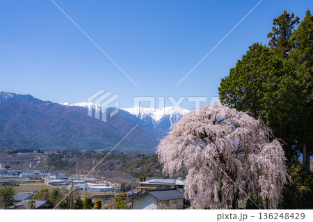【春素材】南信州の一本桜・吉瀬のしだれ桜【長野県】 136248429