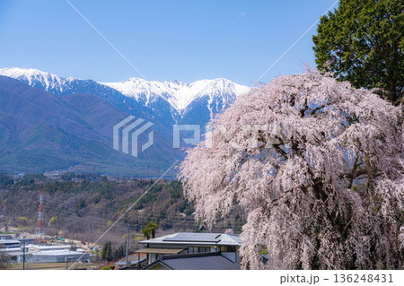 【春素材】南信州の一本桜・吉瀬のしだれ桜【長野県】 136248431