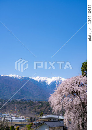 【春素材】南信州の一本桜・吉瀬のしだれ桜【長野県】 【春素材】南信州の一本桜・吉瀬のしだれ桜【長野県】 136248433