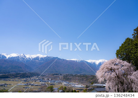 【春素材】南信州の一本桜・吉瀬のしだれ桜【長野県】 【春素材】南信州の一本桜・吉瀬のしだれ桜【長野県】 136248434