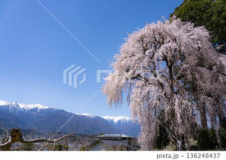 【春素材】南信州の一本桜・吉瀬のしだれ桜【長野県】 【春素材】南信州の一本桜・吉瀬のしだれ桜【長野県】 136248437