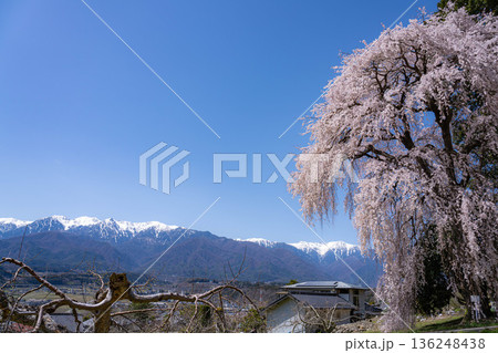 【春素材】南信州の一本桜・吉瀬のしだれ桜【長野県】 【春素材】南信州の一本桜・吉瀬のしだれ桜【長野県】 136248438