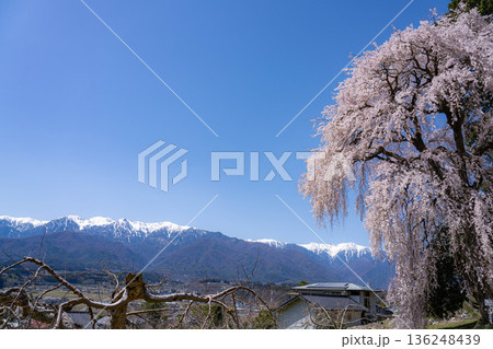 【春素材】南信州の一本桜・吉瀬のしだれ桜【長野県】 【春素材】南信州の一本桜・吉瀬のしだれ桜【長野県】 136248439