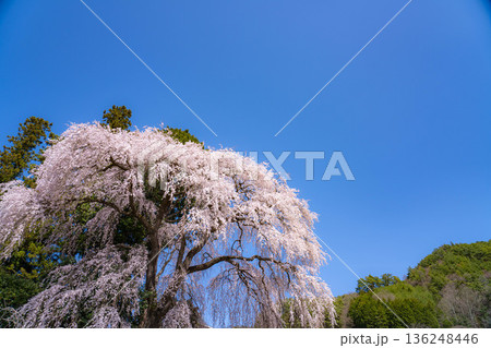 【春素材】南信州の一本桜・吉瀬のしだれ桜【長野県】 【春素材】南信州の一本桜・吉瀬のしだれ桜【長野県】 136248446