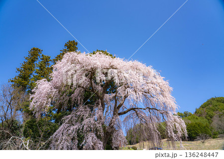 【春素材】南信州の一本桜・吉瀬のしだれ桜【長野県】 【春素材】南信州の一本桜・吉瀬のしだれ桜【長野県】 136248447
