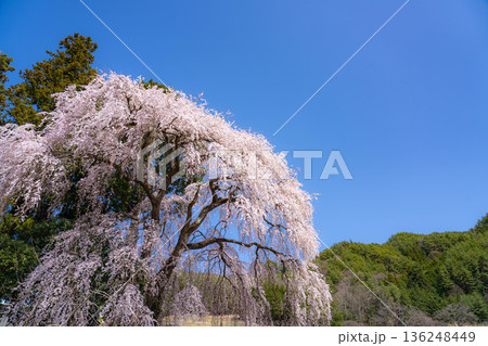 【春素材】南信州の一本桜・吉瀬のしだれ桜【長野県】 136248449