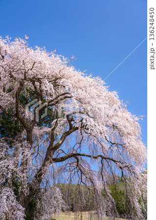 【春素材】南信州の一本桜・吉瀬のしだれ桜【長野県】 【春素材】南信州の一本桜・吉瀬のしだれ桜【長野県】 136248450