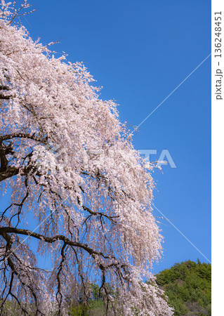 【春素材】南信州の一本桜・吉瀬のしだれ桜【長野県】 【春素材】南信州の一本桜・吉瀬のしだれ桜【長野県】 136248451