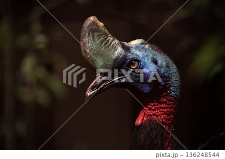 横向きのパプアヒクイドリの顔のアップ 136248544