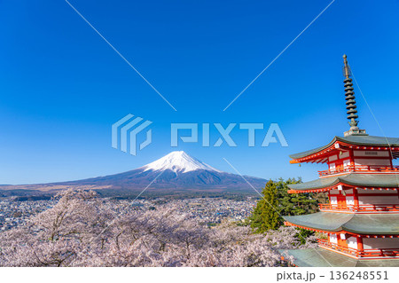 【春素材】新倉山浅間公園から見る富士山と桜と忠霊塔【山梨県】 136248551