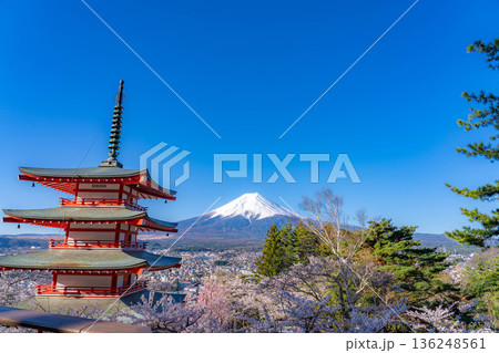 【春素材】新倉山浅間公園から見る富士山と桜と忠霊塔【山梨県】 136248561