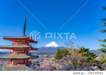【春素材】新倉山浅間公園から見る富士山と桜と忠霊塔【山梨県】 【春素材】新倉山浅間公園から見る富士山と桜と忠霊塔【山梨県】 136248562