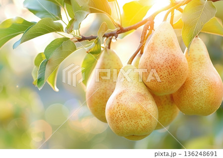 Ripe pears hanging from tree branch in sunlight 136248691