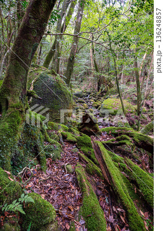 屋久島国立公園　苔が日本一きれいな森(冬 136248857