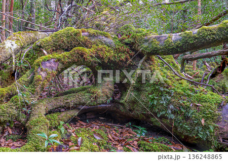 屋久島国立公園 苔が日本一きれいな森(冬 屋久島国立公園 苔が日本一きれいな森(冬 136248865