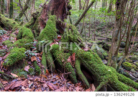 屋久島国立公園　苔が日本一きれいな森(冬 136249126