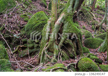 屋久島国立公園　苔が日本一きれいな森(冬 136249147