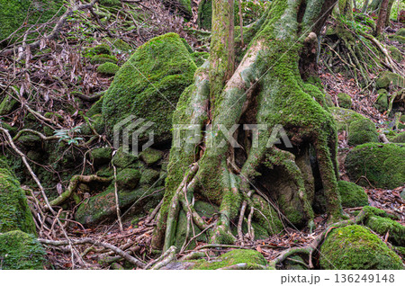 屋久島国立公園　苔が日本一きれいな森(冬 136249148