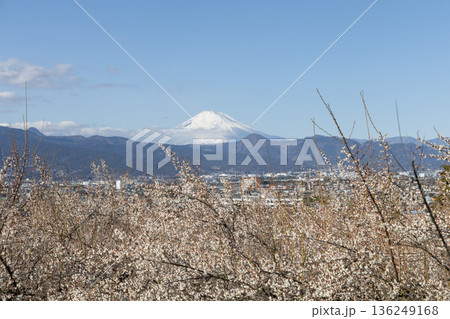 曽我梅林の満開の梅越しに望む冠雪の富士山 136249168