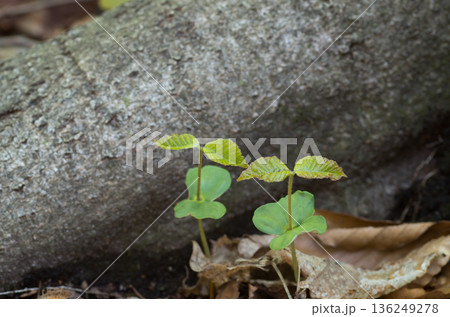 ブナの実生と本葉春のブナ林 136249278