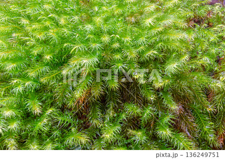 ヒノキゴケの仲間　屋久島国立公園(冬 136249751