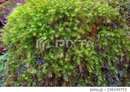 ヒノキゴケの仲間 屋久島国立公園(冬 ヒノキゴケの仲間 屋久島国立公園(冬 136249753