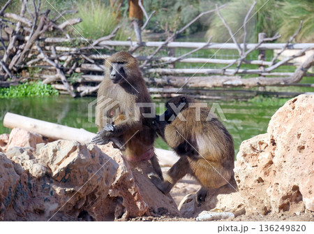 Guinea baboon (lat.- papio papio) in the zoo aviary Guinea baboon (lat.- papio papio) in the zoo aviary 136249820